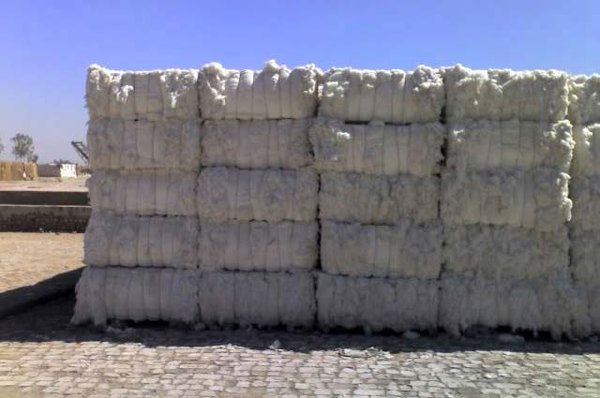 Zambia Cotton